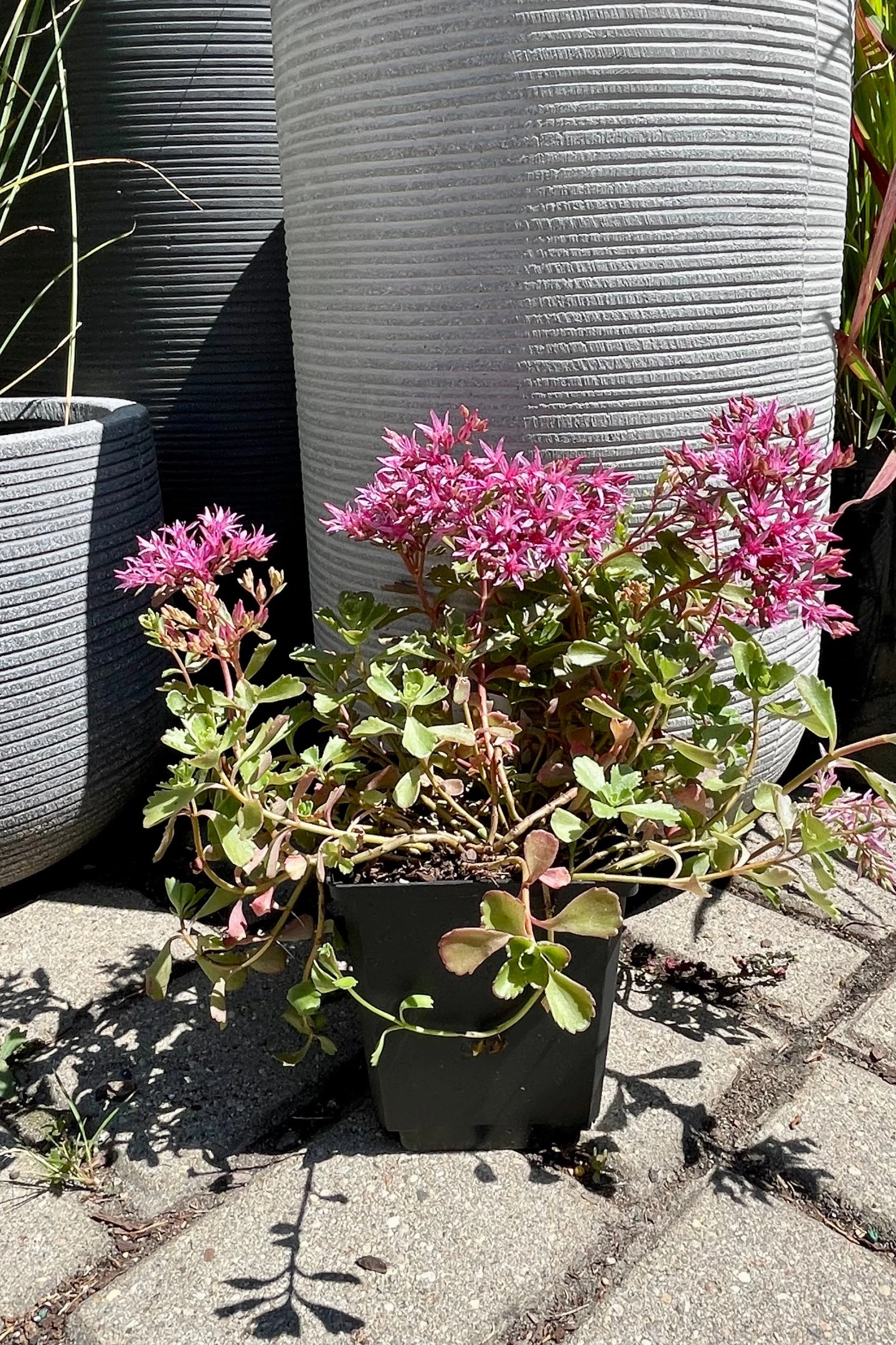 Sedum s. 'Dragon's Blood' 1qt