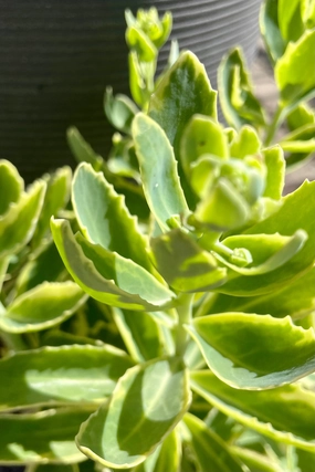 Sedum s. 'Elsie's Gold' #1 decorative flowerpot  