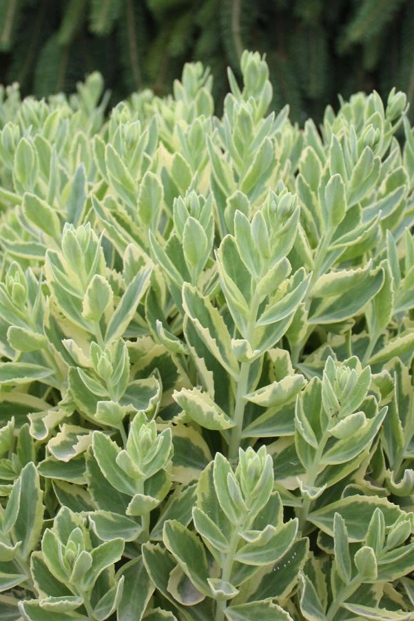 Sedum s. 'Elsie's Gold' #1