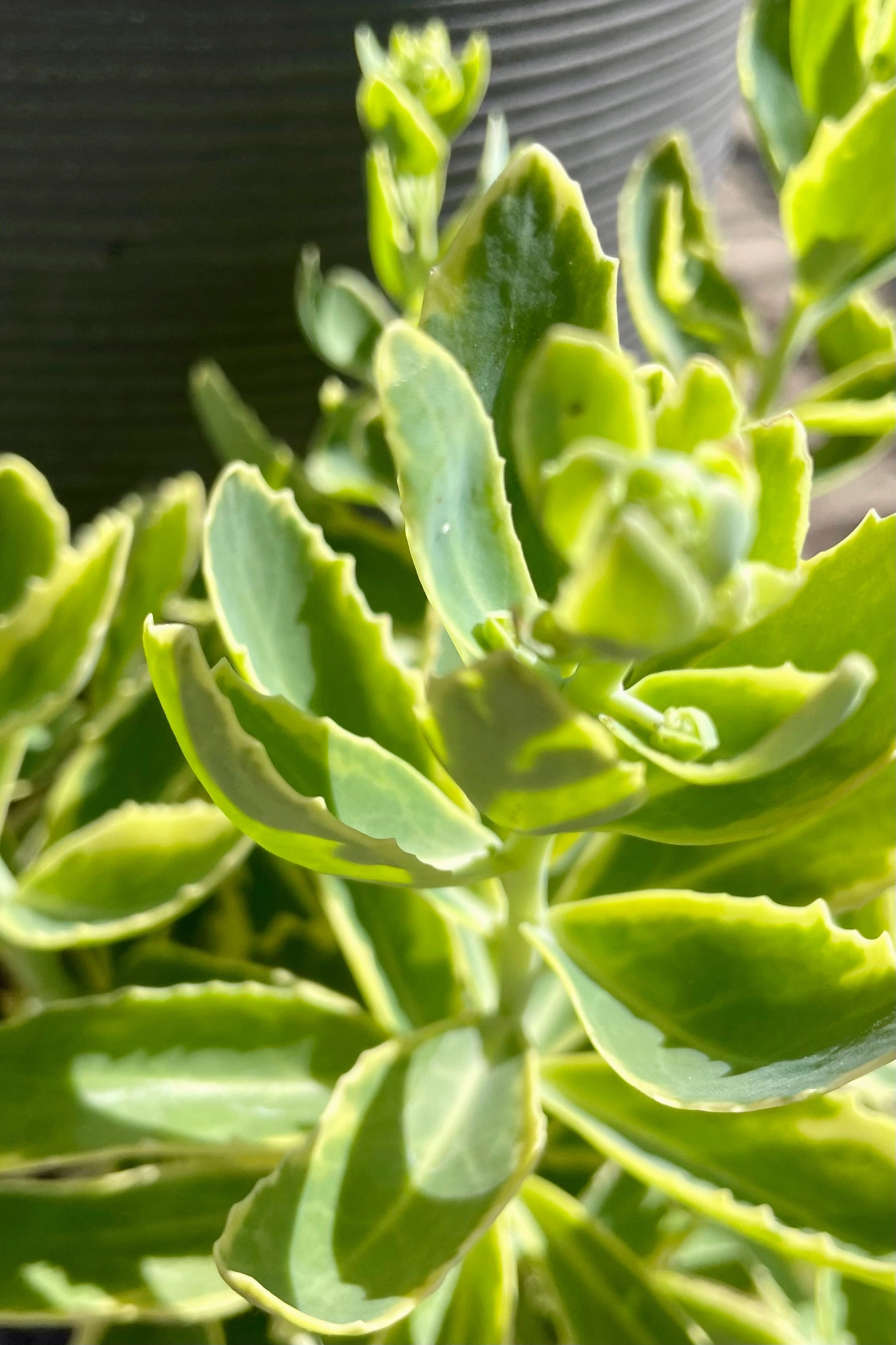 Sedum s. 'Elsie's Gold' #1 decorative flowerpot  