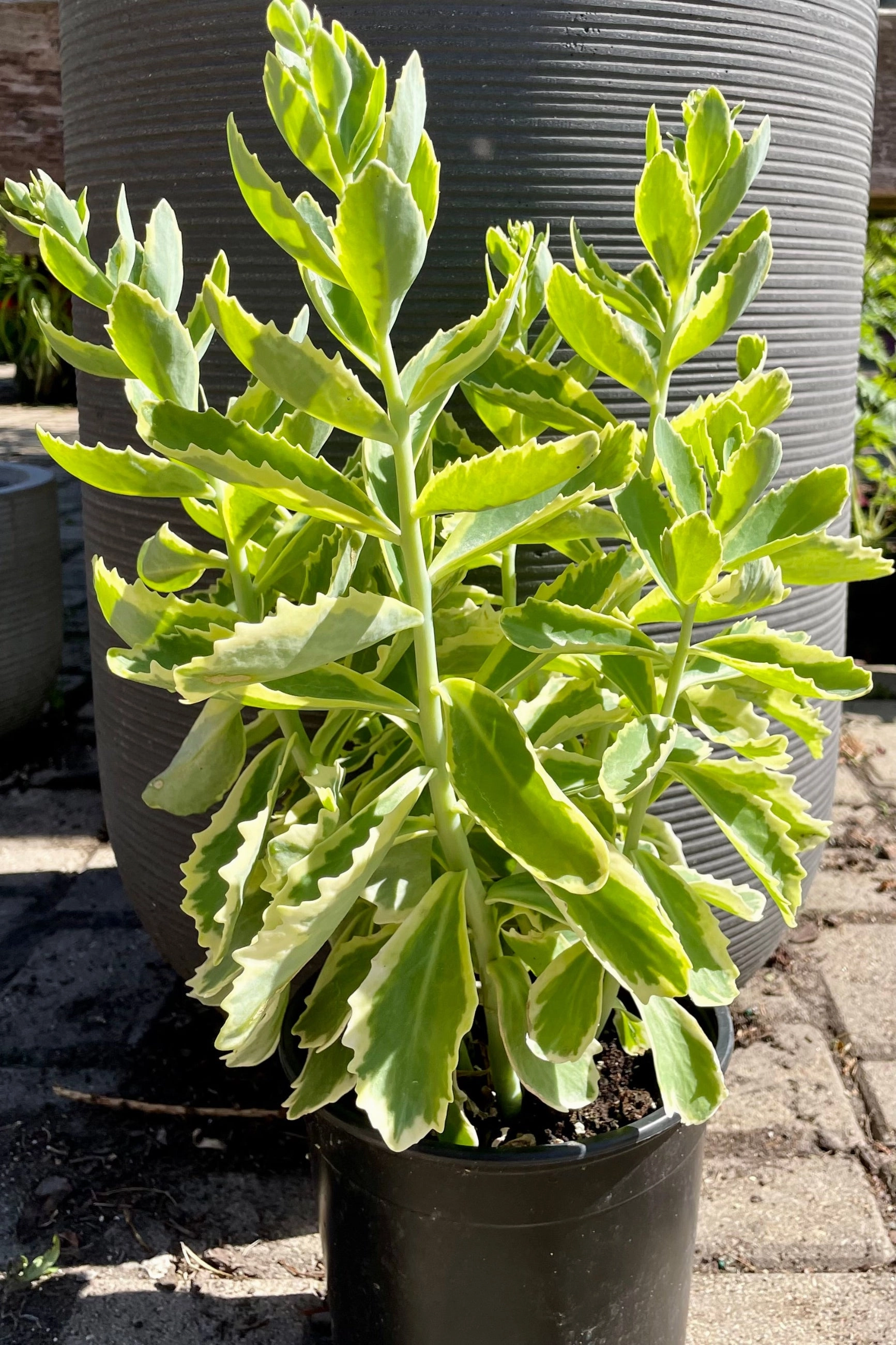 Sedum s. 'Elsie's Gold' #1