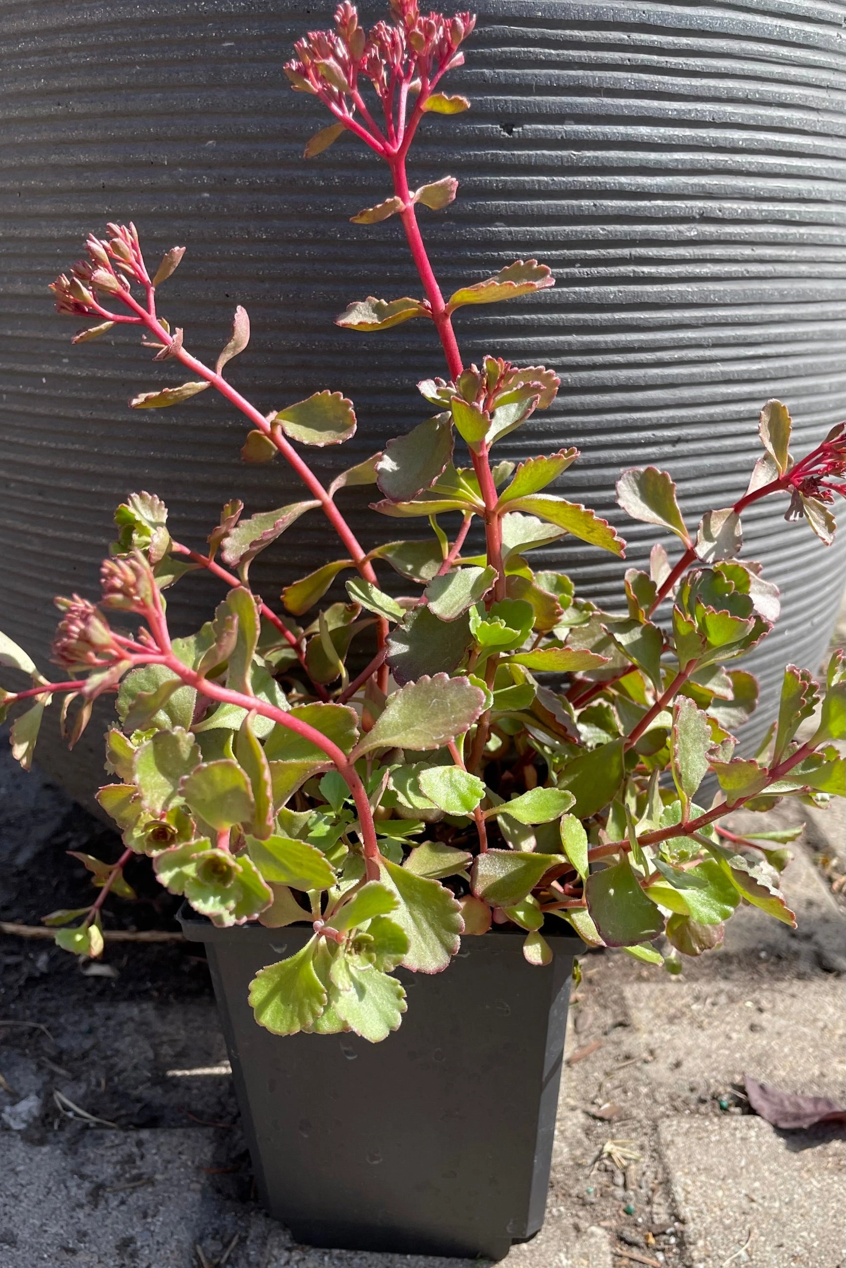Sedum s. 'Red Carpet' 1qt