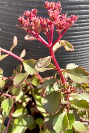Sedum s. 'Red Carpet' 1qt decorative flowerpot  