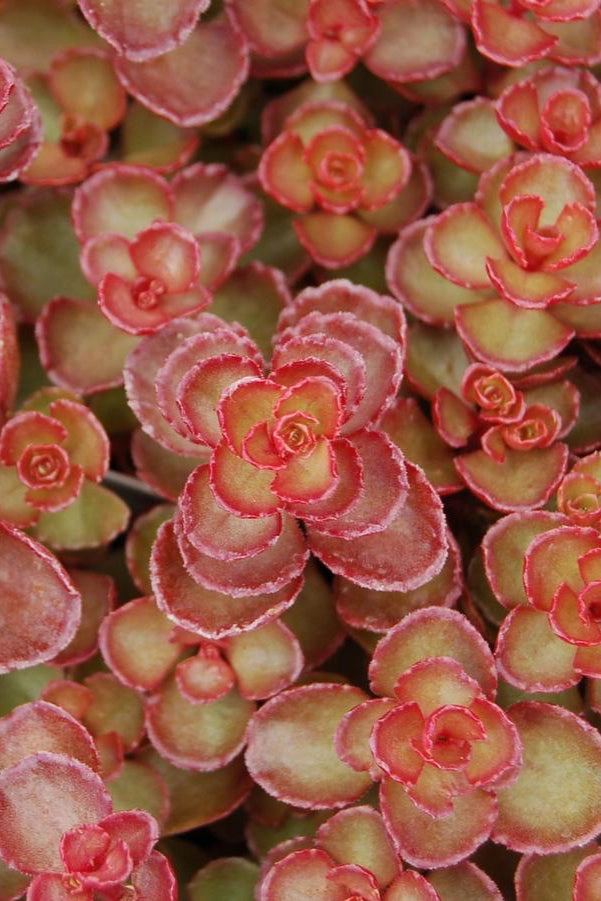 Sedum s. 'Red Carpet' 1qt