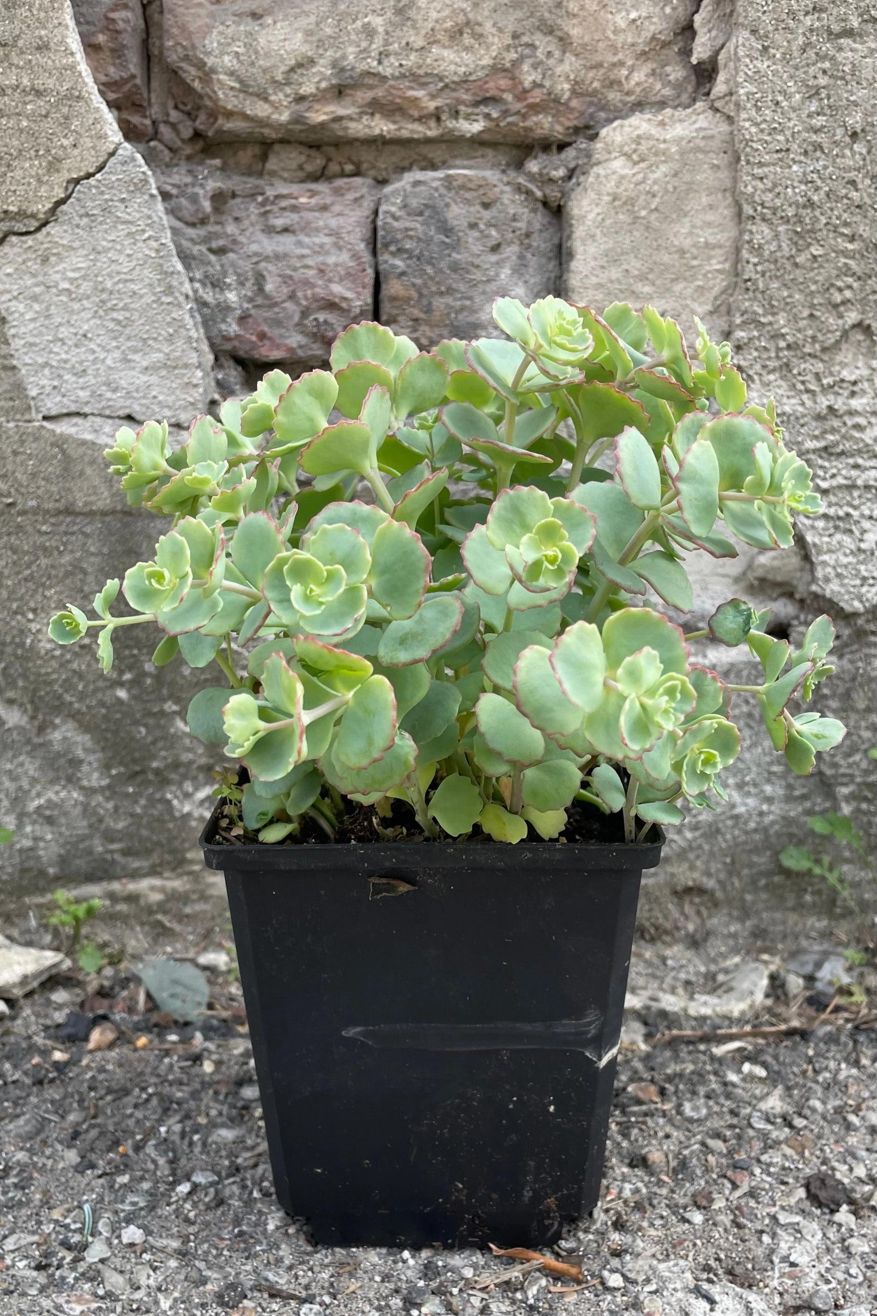 Sedum sieboldii 1qt