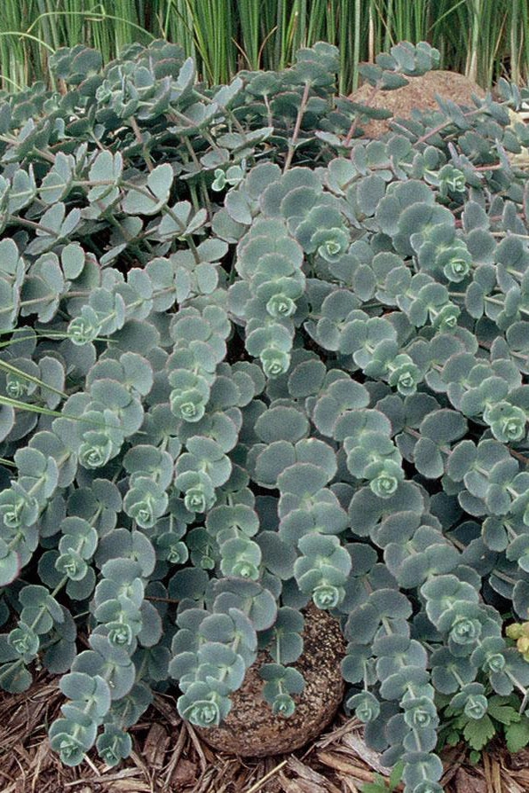 Sedum sieboldii 1qt