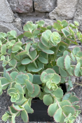 Sedum sieboldii 1qt decorative flowerpot  
