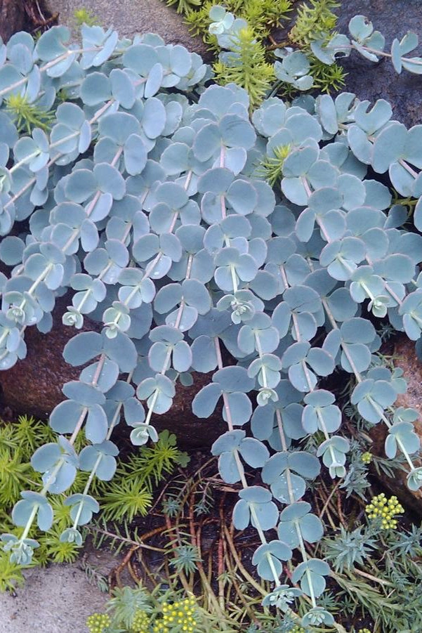 Sedum sieboldii 1qt