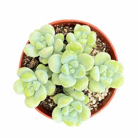 Sedum Treleasei (4 inch) mini ornamental plant  