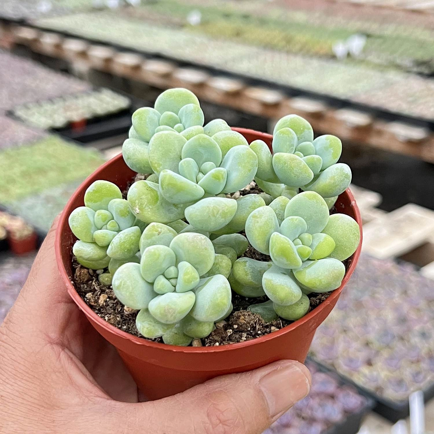 Sedum Treleasei (4 inch)