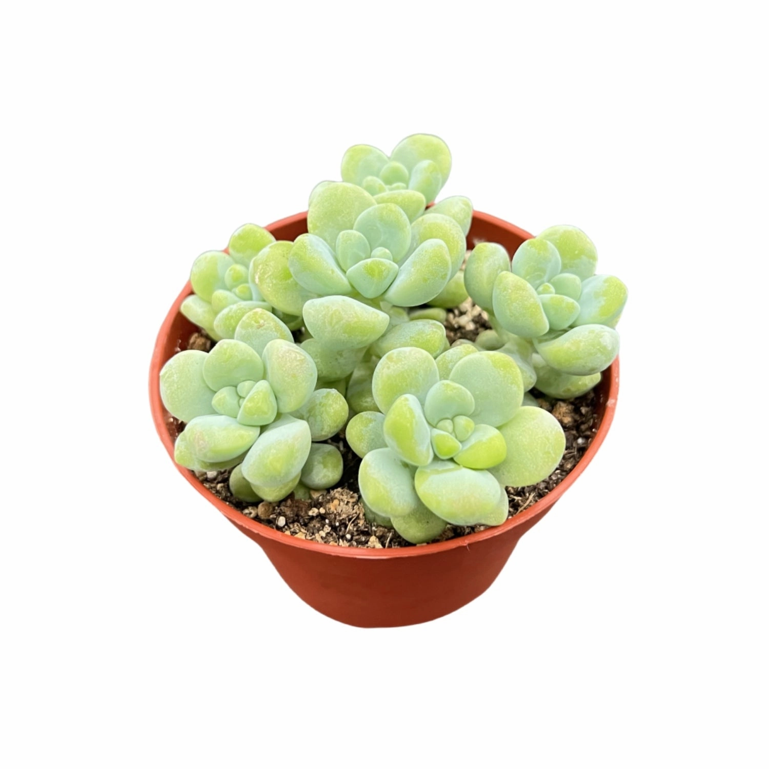 Sedum Treleasei (4 inch)