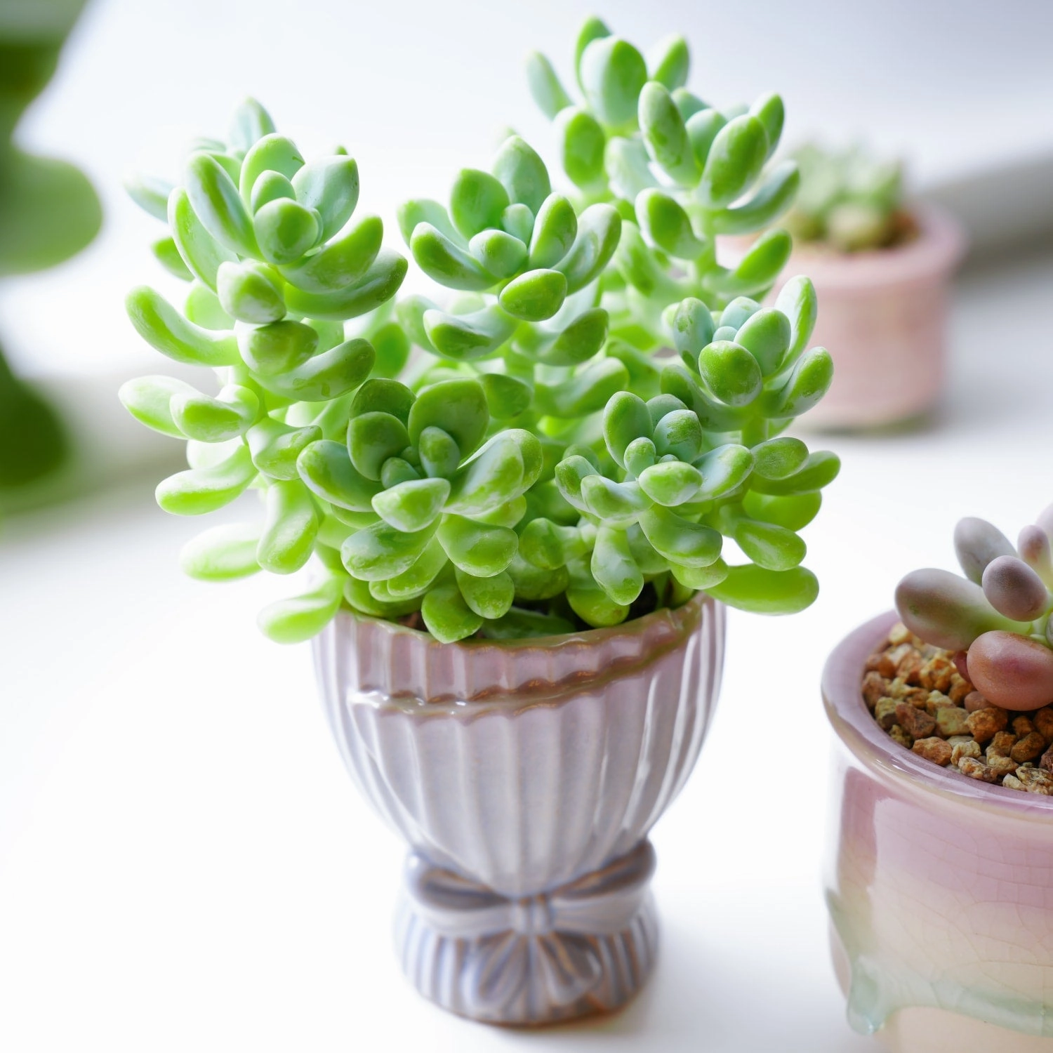 Sedum Treleasei