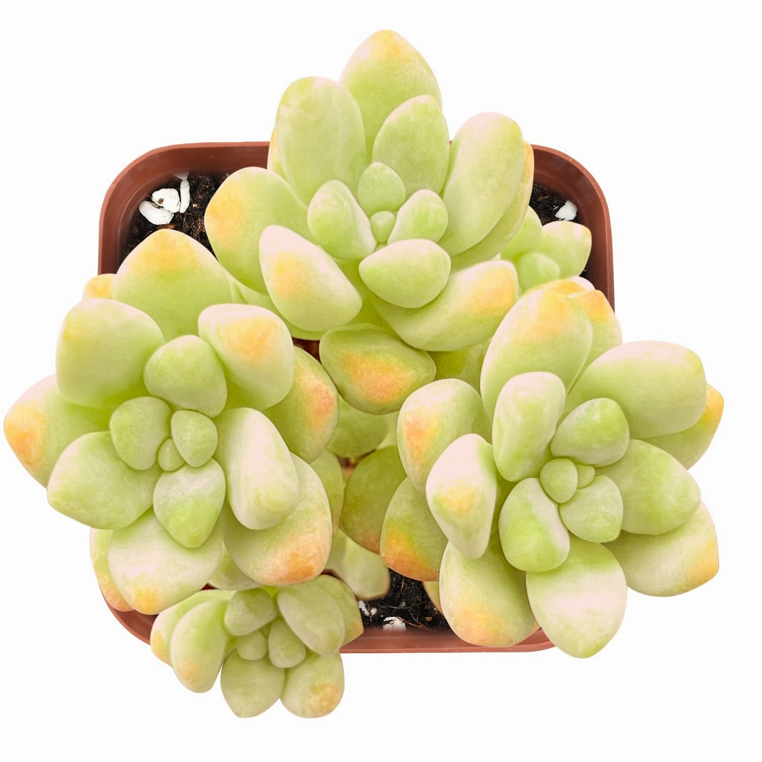 Sedum Treleasei mini ornamental plant  