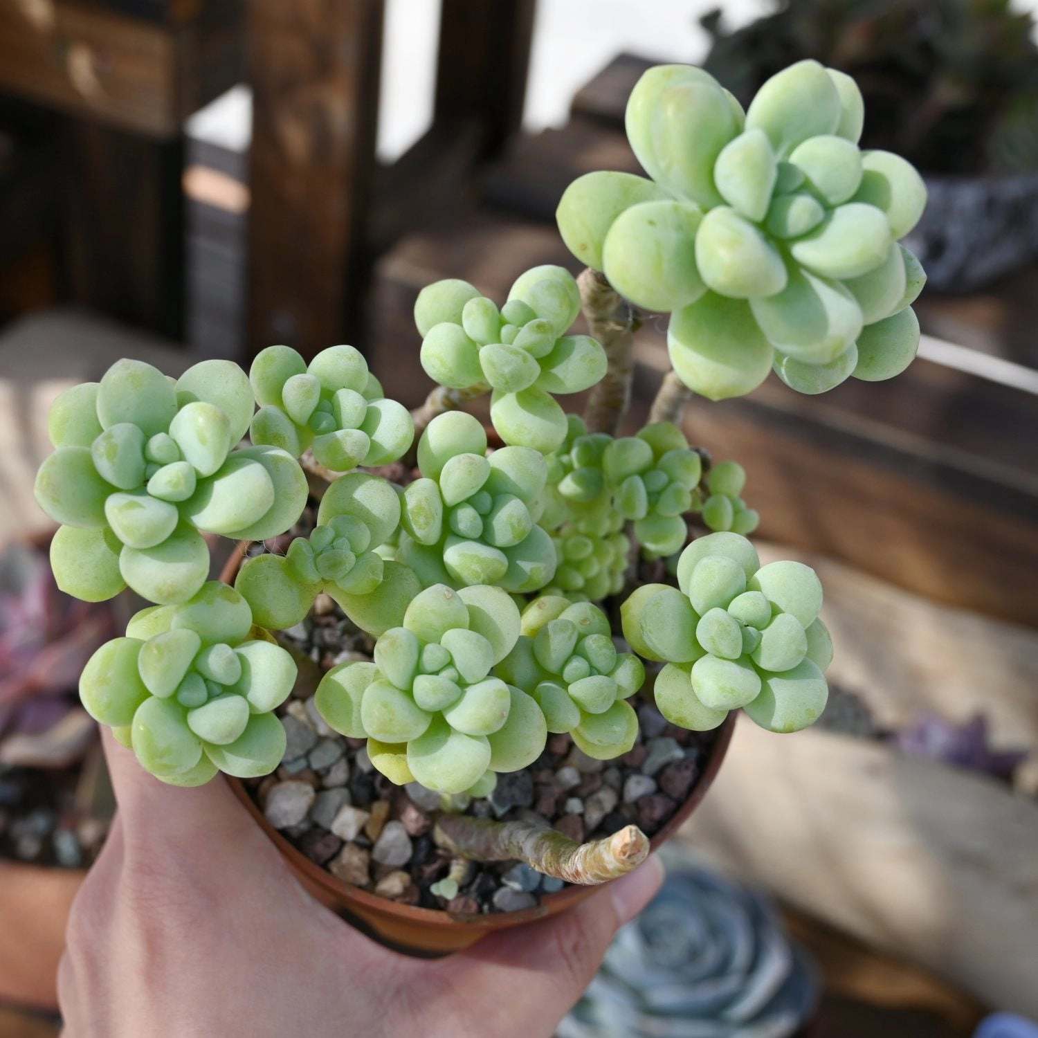 Sedum Treleasei