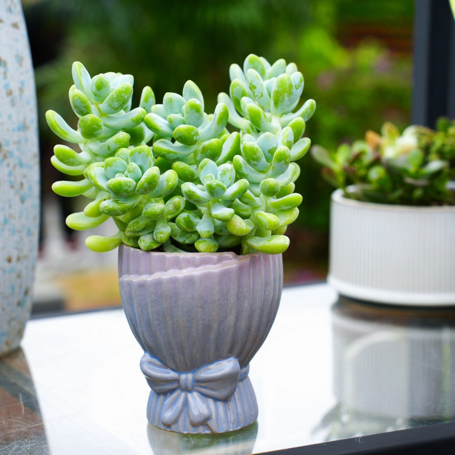 Sedum Treleasei