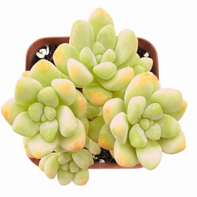 Sedum Treleasei mini ornamental plant  