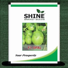 Seeds F1 0pal Brinjal/ Began Seeds (50 Gram) small bud vase  