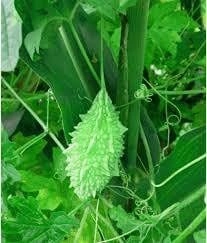 Seeds F1 Ajanta Bitter Gourd/ Karela Seeds
