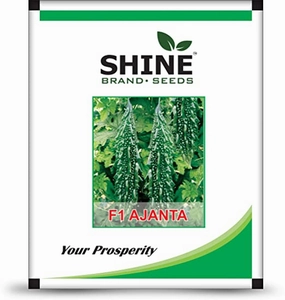 Seeds F1 Ajanta Bitter Gourd/ Karela Seeds small bud vase  