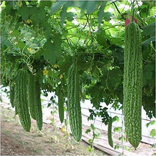 Seeds F1 Ajanta Bitter Gourd/ Karela Seeds
