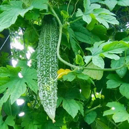 Seeds F1 Ajanta Bitter Gourd/ Karela Seeds