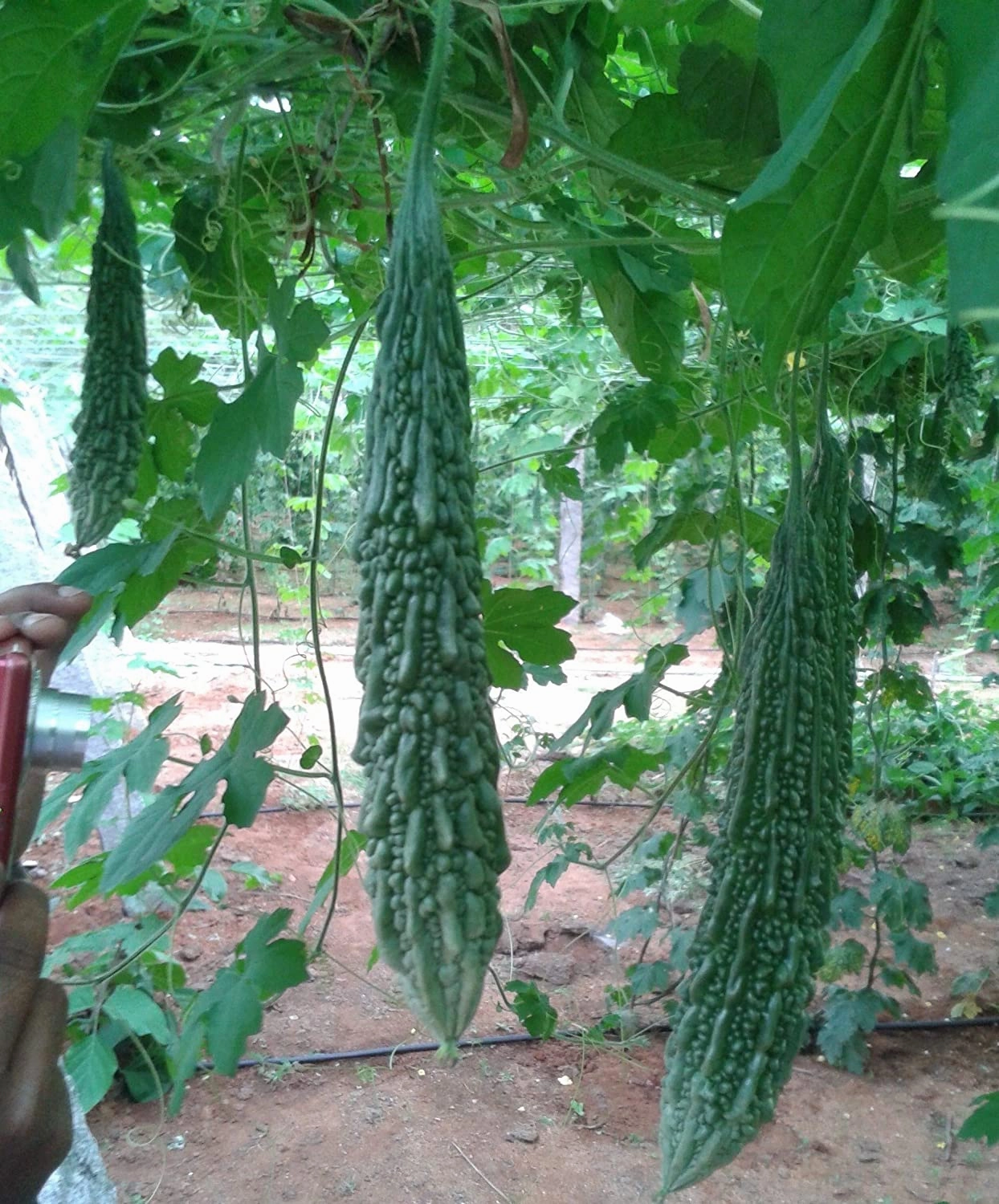 Seeds F1 Luca Bitter Gourd/ Karela Seeds