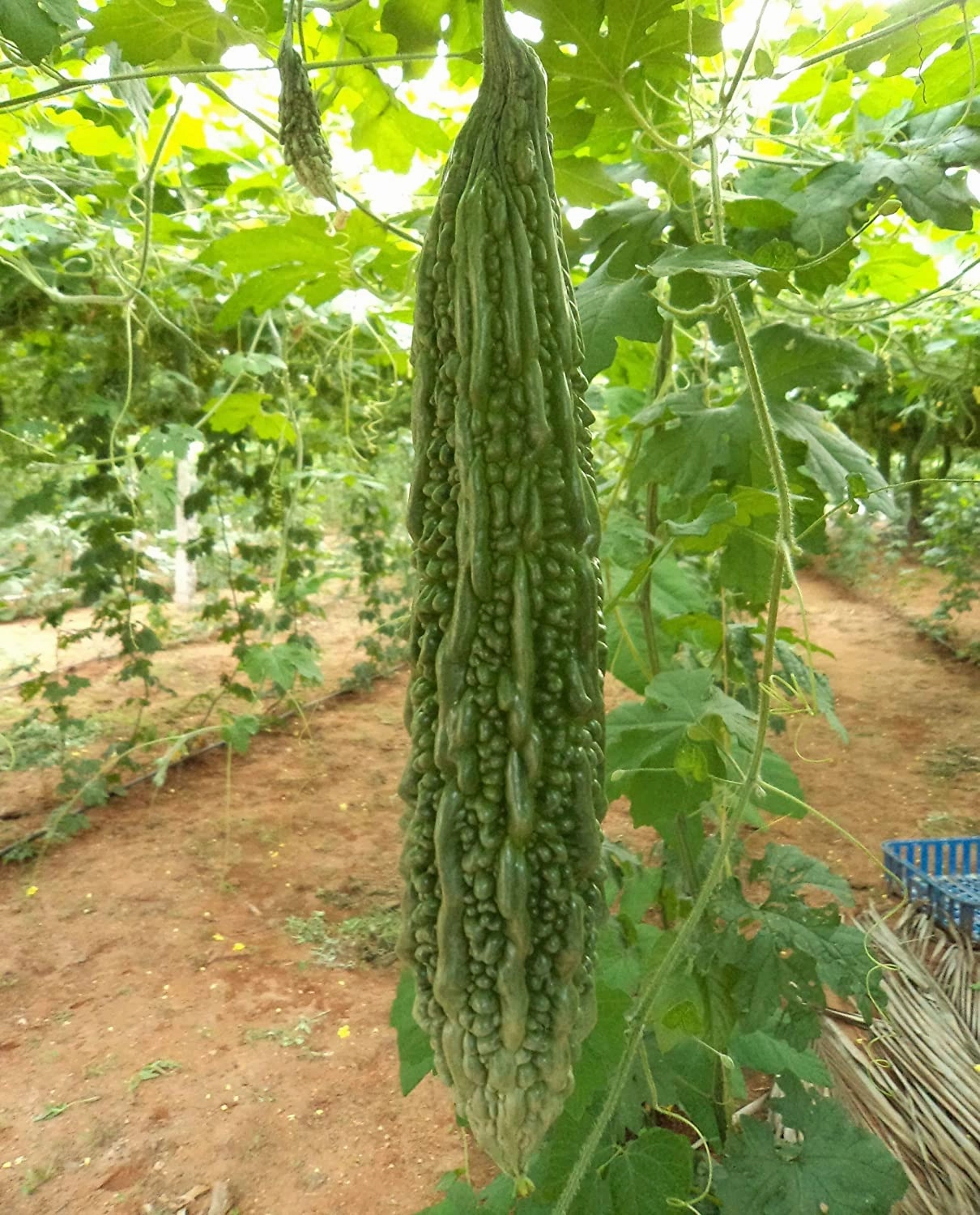 Seeds F1 Luca Bitter Gourd/ Karela Seeds