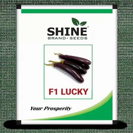 Seeds F1 Lucky Brinjal/ Began Seeds (50 Grams) small bud vase  