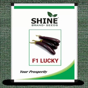 Seeds F1 Lucky Brinjal/ Began Seeds (50 Grams) small bud vase  