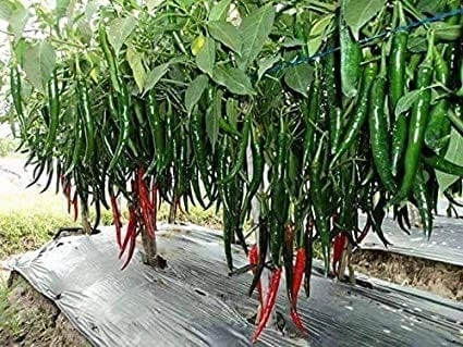 Seeds F1 Shine 610 Hybrid Chilli/ Mirchi Seeds (10 Grams)