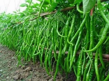Seeds F1 Shine 610 Hybrid Chilli/ Mirchi Seeds (10 Grams)