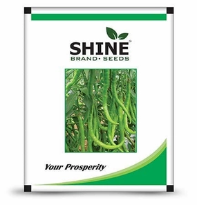 Seeds F1 Shine 610 Hybrid Chilli/ Mirchi Seeds (10 Grams) small bud vase  