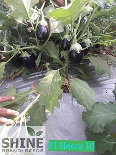 Seeds Heera 10 F1 Brinjal/ Began Seeds (50 Grams)