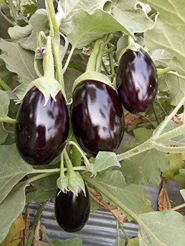 Seeds Heera 10 F1 Brinjal/ Began Seeds (50 Grams)