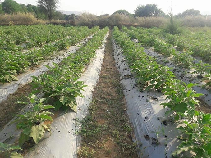 Seeds Heera 10 F1 Brinjal/ Began Seeds (50 Grams)