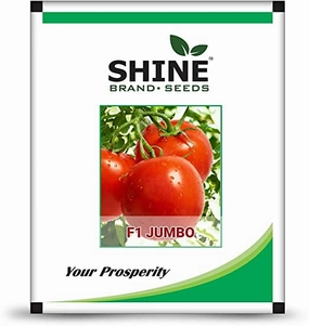 Seeds Jumbo F1 Hybrid Tomato Seeds (10 Grams) small bud vase  