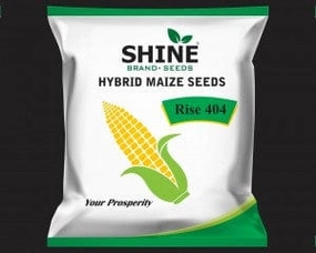 Seeds Maize Rise 404 Hybrid Seeds- 4Kg small bud vase  