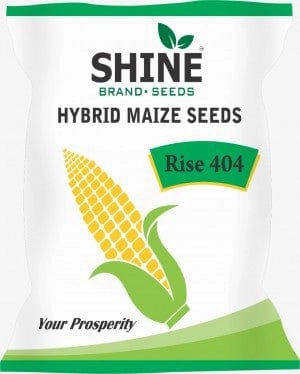 Seeds Maize Rise 404 Hybrid Seeds- 4Kg