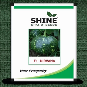Seeds Nirvana F1 Pumpkin/ Kaddu Seeds small bud vase  