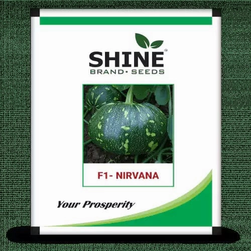 Seeds Nirvana F1 Pumpkin/ Kaddu Seeds small bud vase  