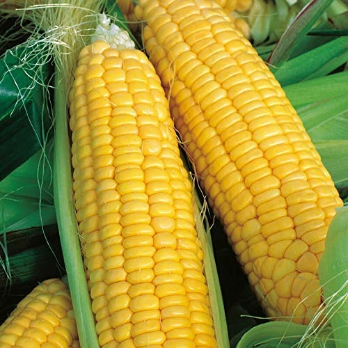 Seeds Shine 60 Hybrid Baby Corn/ Maize Seeds (500 Grams)