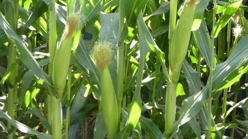 Seeds Shine 60 Hybrid Baby Corn/ Maize Seeds (500 Grams)