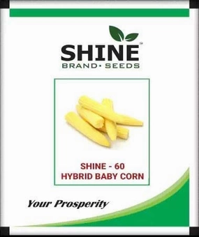 Seeds Shine 60 Hybrid Baby Corn/ Maize Seeds (500 Grams) small bud vase  