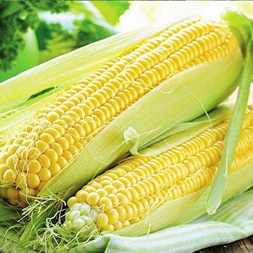 Seeds Shine 60 Hybrid Baby Corn/ Maize Seeds (500 Grams)