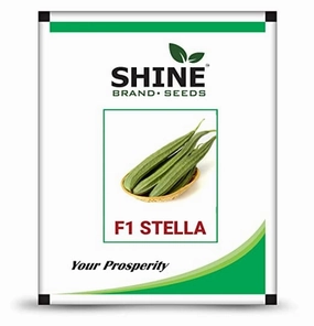 Seeds Stella F1 Hybrid Ridge Gourd Seeds small bud vase  