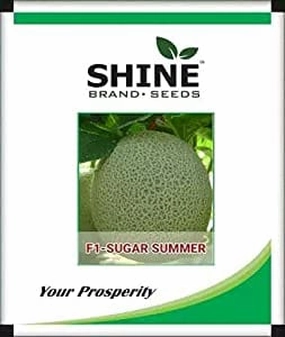 Seeds Sugar Summer F1 Musk Melon/ Kharbooja Seeds small bud vase  