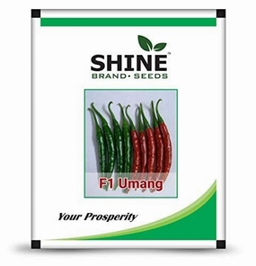 Seeds Umang F1 Chilli/ Mirchi Seeds (10 Grams) small bud vase  