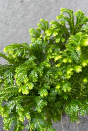 Selaginella kraussiana "Frosty Fern" 2" medium flower pot  