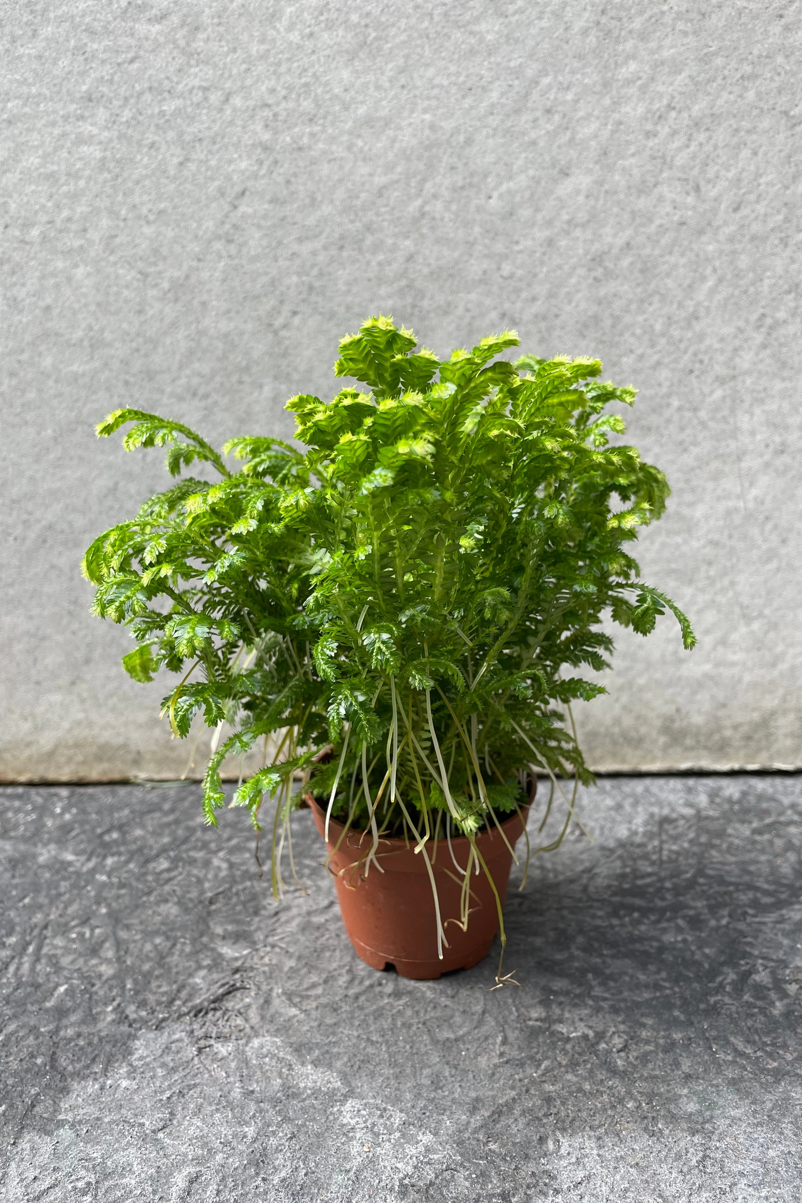 Selaginella kraussiana "Frosty Fern" 2"