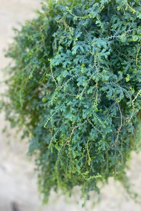 Selaginella unicata "Peacock Moss" 8" medium flower pot  